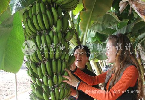 游客在香蕉园中采摘