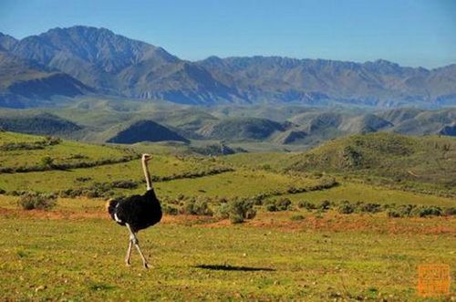 南非鸵鸟农庄 南非独有的田园景色