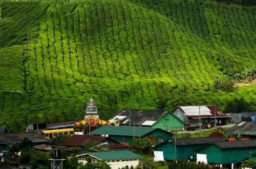 马来西亚高原农庄 热带高原的意外惊喜