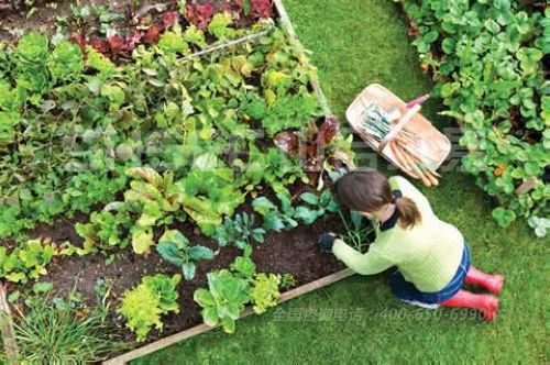 孩子在市民农园里采摘蔬菜