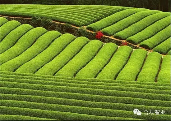 台湾精致化休闲农业