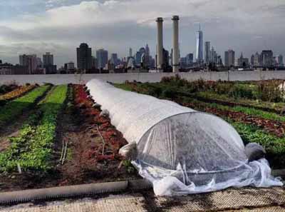 布鲁克林农场号称全世界最大的屋顶土培农场