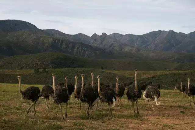 南非鸵鸟休闲农场