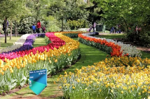 荷兰库肯霍夫公园——被誉为“世界上最美丽的春季公园”