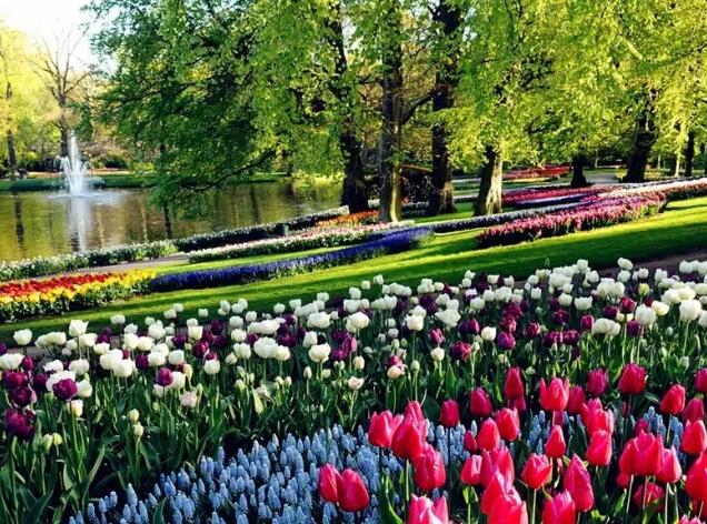 荷兰库肯霍夫公园——被誉为“世界上最美丽的春季公园”